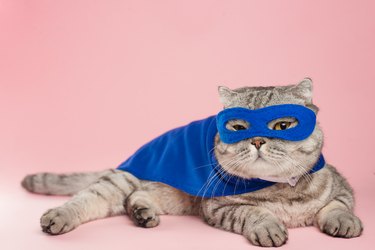 superhero cat, Scottish Whiskas with a blue cloak and mask. The concept of a superhero, super cat, leader
