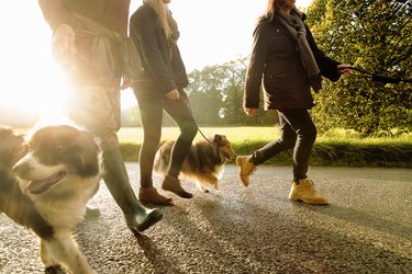 Senior couple and granddaughter walking dogs, Norfolk, UK