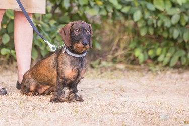 Portrait of a teckel dog living in Belgium