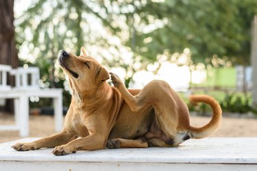 brown dog scratching on porch
