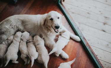 Golden Retriever with her litter.