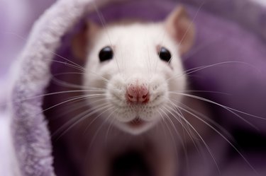 Cute white rat