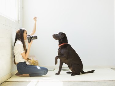 Woman photographing dog in studio, holding her hand up