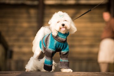 Little dog in clothes for a walk