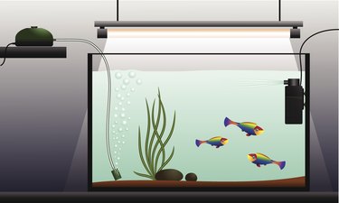 Fish Tank Bubbler: What Does a Bubbler Do in an Aquarium?