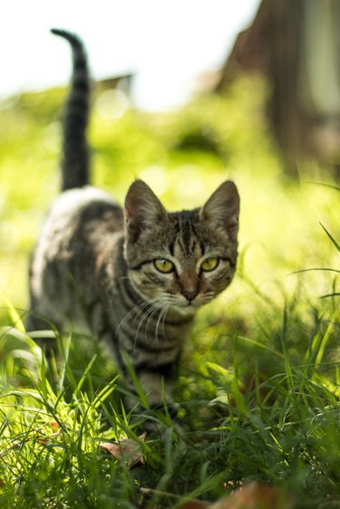 cat walking in tall grass