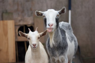Close-Up Portrait Of Goats