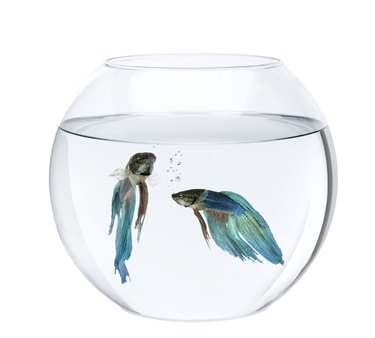 Epsom salt outlet aquarium