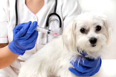 Dog vaccinated by veterinarian