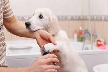 owner grooming his dog at home