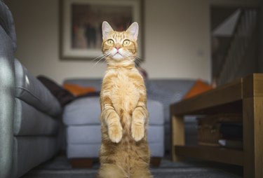 Orange cat standing on back legs in living room