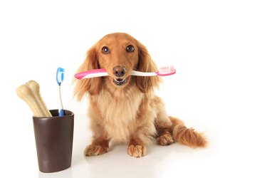 Dog and pink toothbrush.