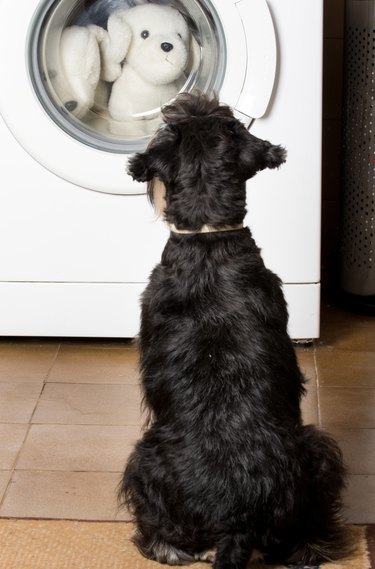 Dog looking at washing machine with stuffed dog toys inside