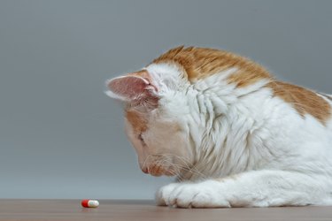 Cute tabby cat looking curiously at a medicine capsule.