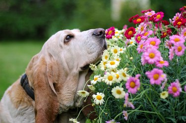 Basset hound smelling flowers