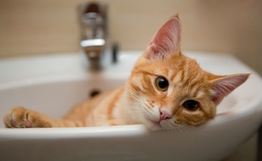 Orange cat lying in a sink