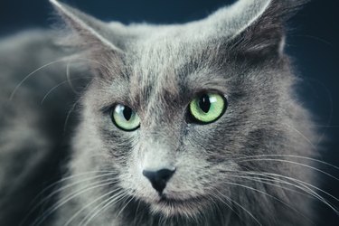 Nebelung Cat Portrait On Gray