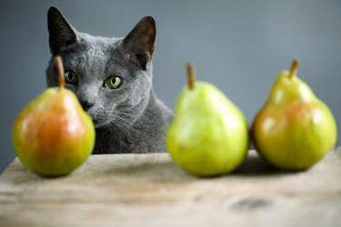 Cat and Pears