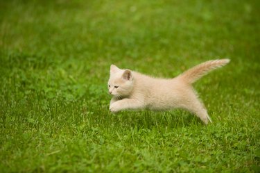 Blonde kitten runs and plays in grass