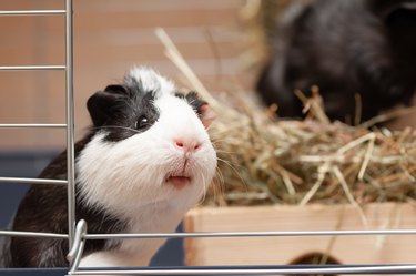 Portrait of little black and white guinea pig