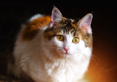 Calico cat with big yellow eyes