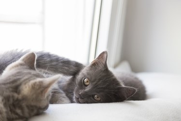 British shorthair kittens lying on window sill