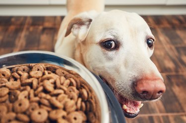 Hungry dog looking at dog food in bowl