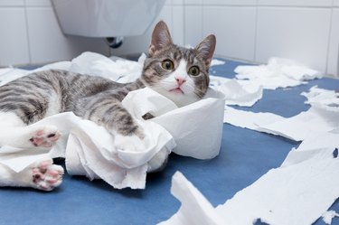 cat lying in shredded toilet paper