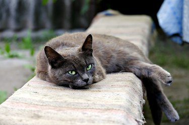 View of cat lying down on bench