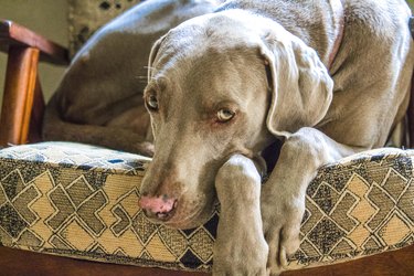Weimaraner dog relaxing on a chair on a chilly winter day.