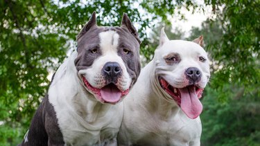 Are there special rules in California as to Pit Bulls?