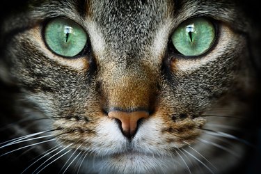 close up of green cat eyes