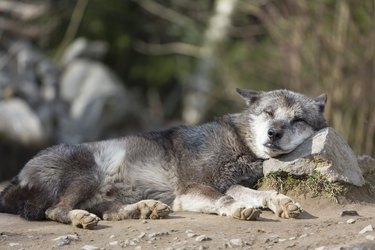 Northern Timber wolf sleeping