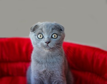 Scottish Fold cat sitting on a red seat.