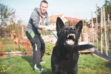 Aggressive black dog with owner holding it back on leash