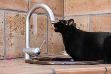 A black cat drinking water from the tap