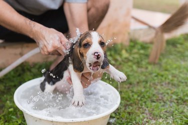 Midsection Of Man Bathing Dog At Yard