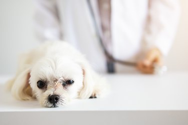 Puppy with vet in background