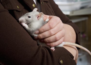 Young girl holding a rat, close-up