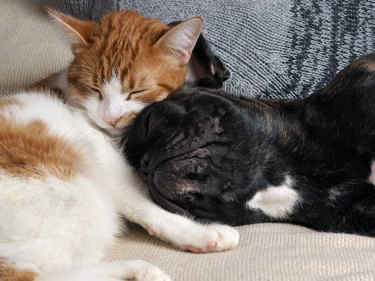 Cute cat and dog sleeping together