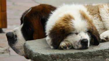 Saint bernard