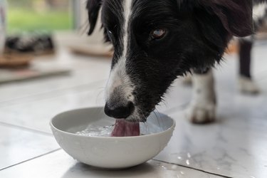 Border Collie dog drinking from a bowl of water with tongue dipping