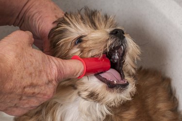 Puppy Getting His Teeth Brushed