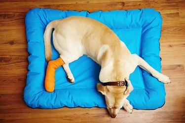 Dog with broken leg