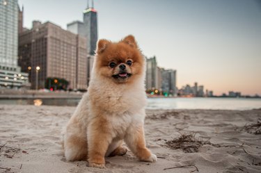 Teddy the Pomeranian dog at the Beach