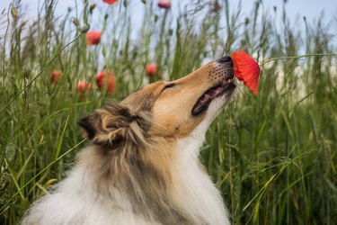 Collie sniffing the poppy