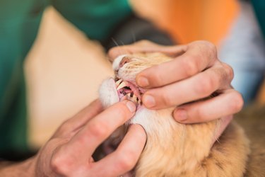 Veterinarian checking young male Maine Coons teeth health.