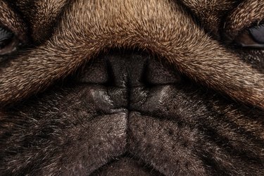 Close up Nose of dog pug breed fresh and clean Nose for Healthy purebred pug dog