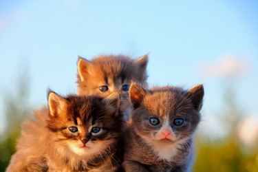 A cat's childhood.