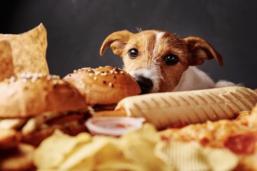 Hungry dog stealing food from table. Jack russell terrier puppy eat unhealthy fast food. Pet nutrition